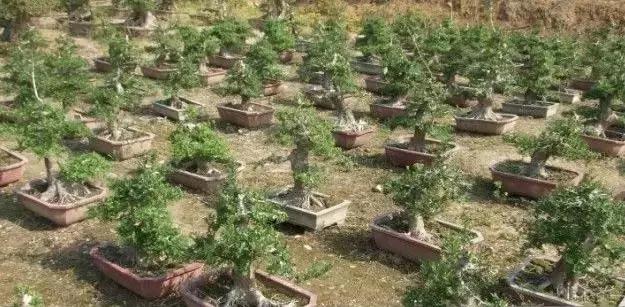 北方室外过冬的盆景对节白蜡盆景,小叶女贞和对节白蜡哪个适合盆景