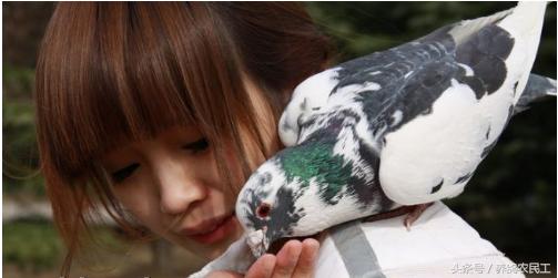 养鸽农民工探访资深鸽友，毫无保留的倾囊相授信鸽可以这样玩！