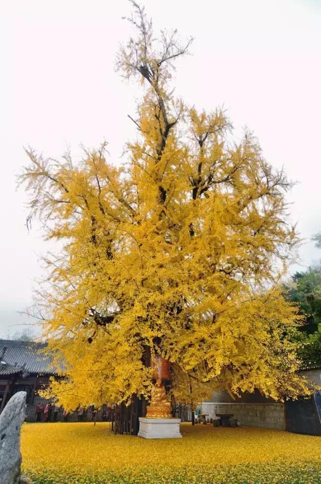 川西最美秋景,四川最美秋景