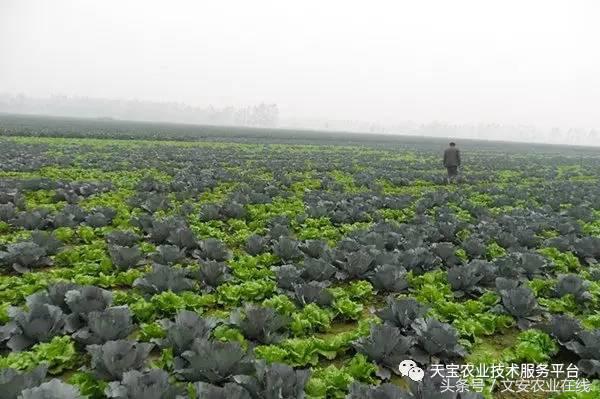 西兰花黑心是什么原因引起的,西兰花黑心病用什么药