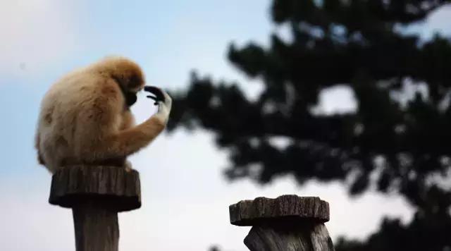 芒格人类错误认知倾向,芒格谈人性的视频