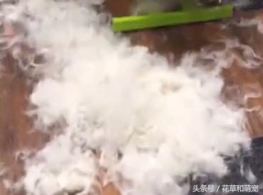 为什么越来越少人养阿拉斯加,阿拉斯加五个月换毛正常吗