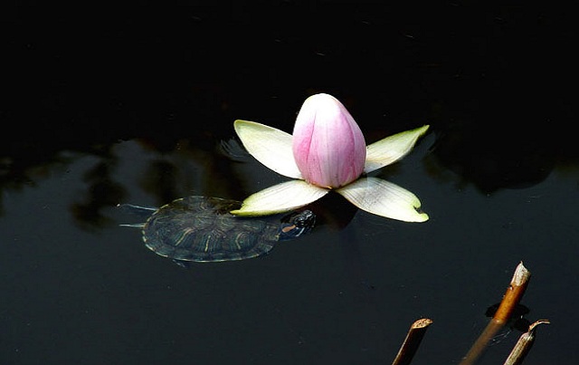 学佛的最大障碍是什么,学佛过程最重要的是什么