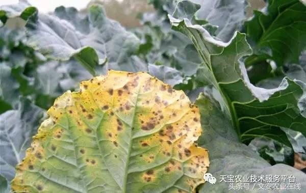 西兰花黑心是什么原因引起的,西兰花黑心病用什么药