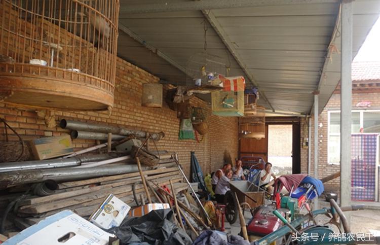 养鸽农民工探访资深鸽友，毫无保留的倾囊相授信鸽可以这样玩！