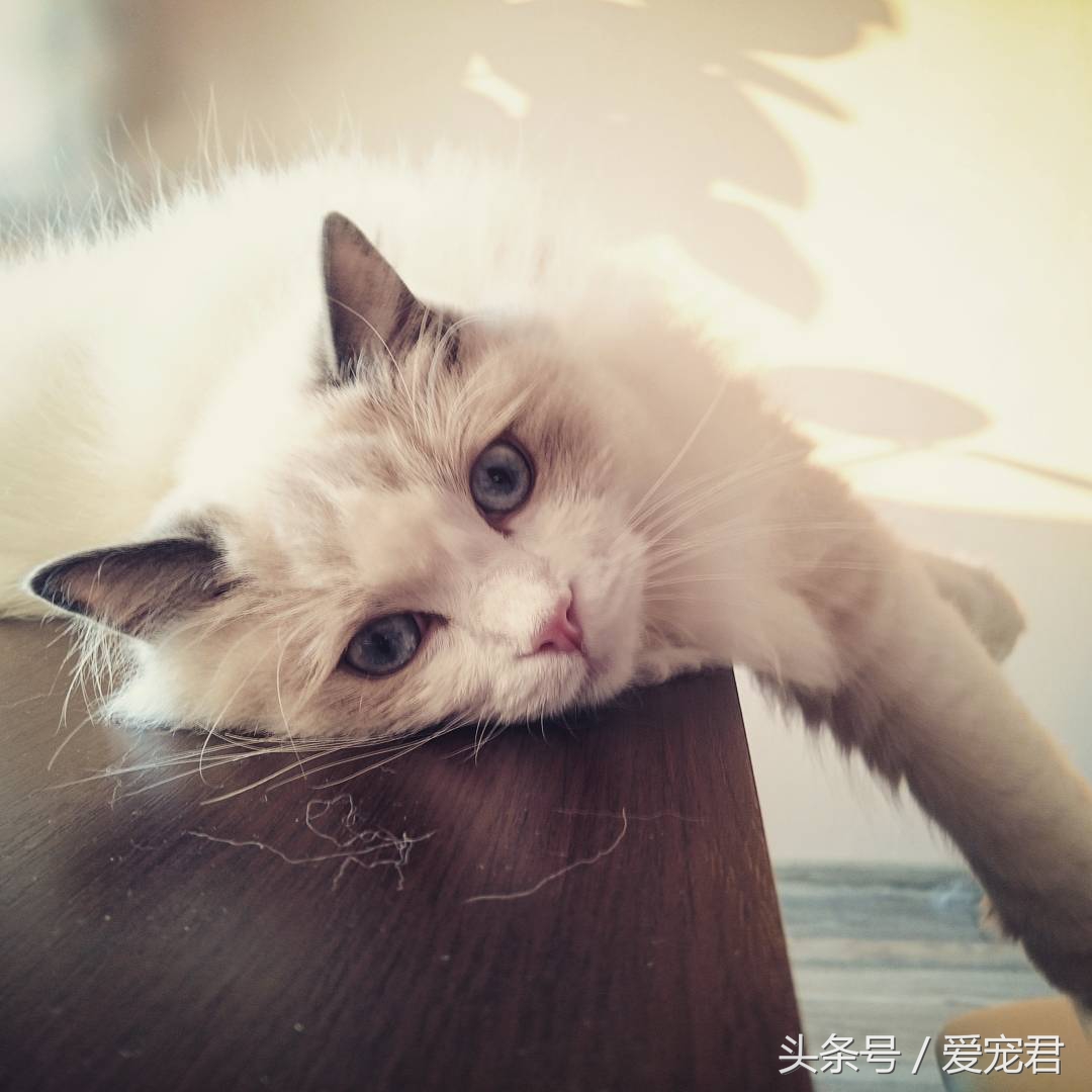 猫咪郁闷应该怎么办,猫咪郁闷怎么办
