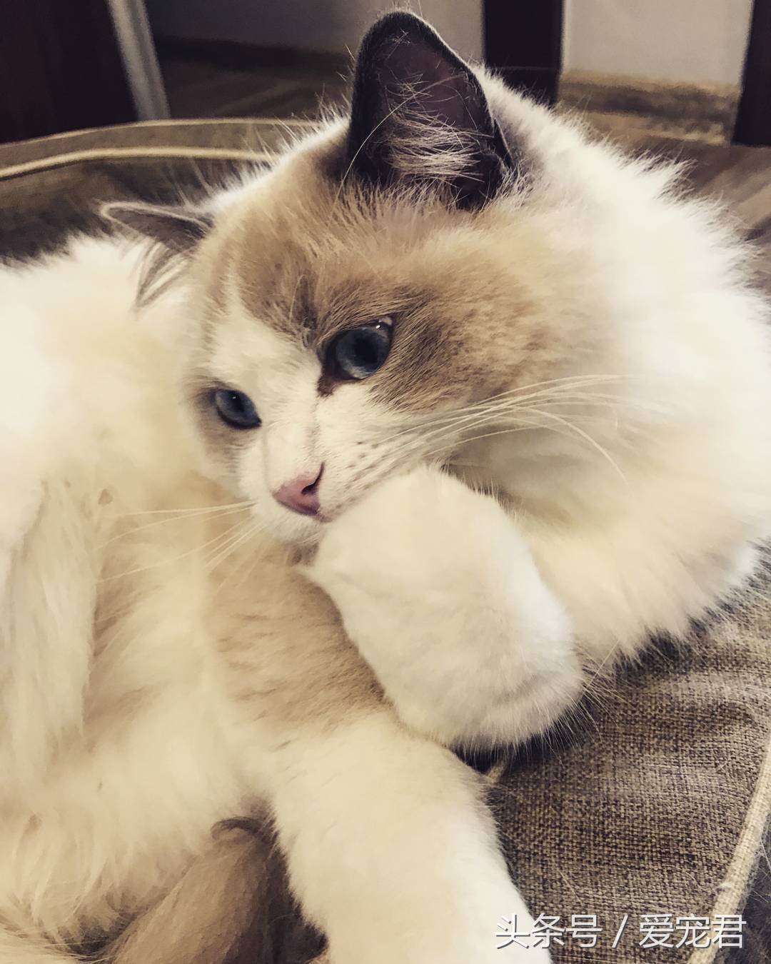 郁闷猫咪,猫咪为什么总爱抓猫抓板