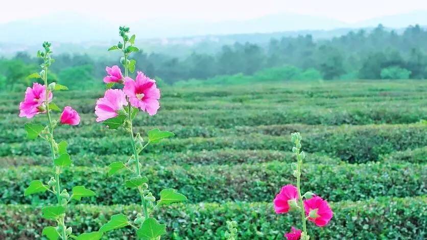 江苏包地200亩一年能赚多少钱,农村创业包地5000亩一年赚多少钱