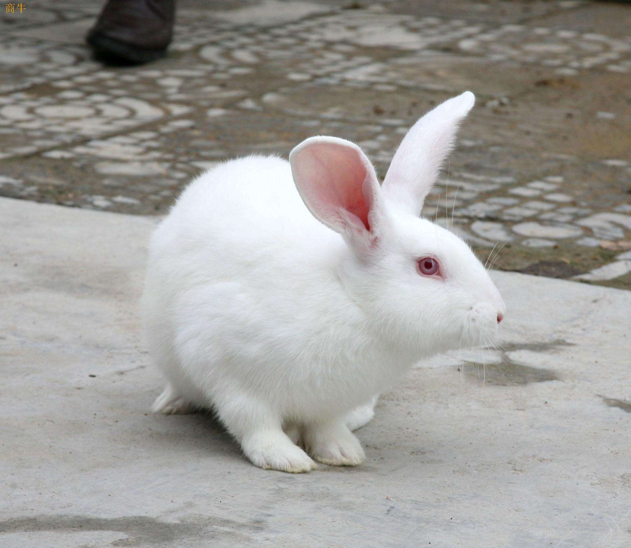 十二生肖五行与属相配对,属相蛇与十二生肖配对排名