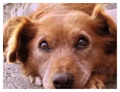 狗发疯咬人如何给他致命一击,养了8年的狗狗突然发狂咬人