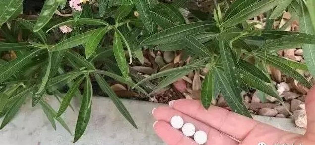 过期药片可以直接放花盆里吗,过期药片养花是肥还是除虫