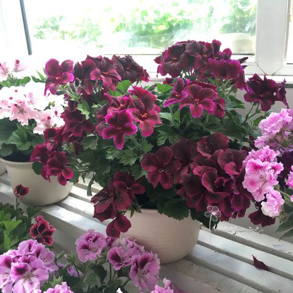 过期药片可以直接放花盆里吗,过期药片养花是肥还是除虫