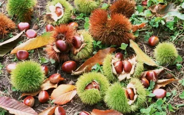 它被称为秋果之王好吃不贵还养生,它是水果中的维c之王