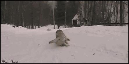 二哈最近的生活,二哈的那些事