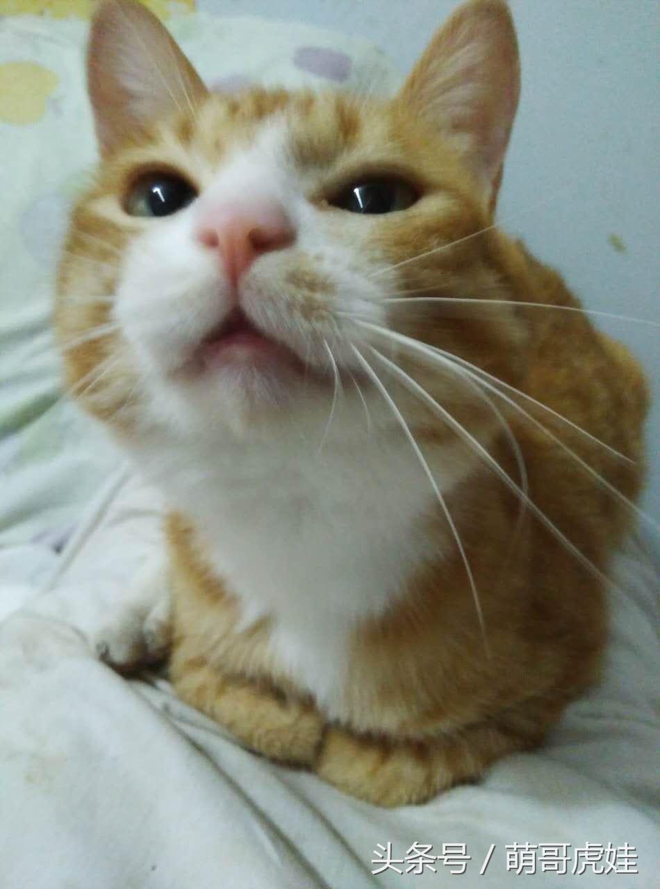 小猫平时很乖巧过一阵就尿床,小猫总是半夜来床上枕头上尿尿