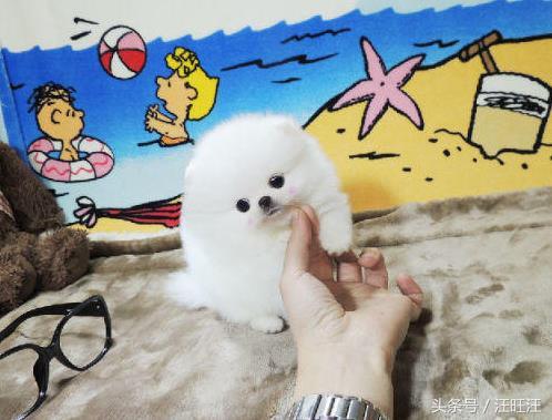 50天的小狗得了细小治愈成功率,宠物狗病毒的防治