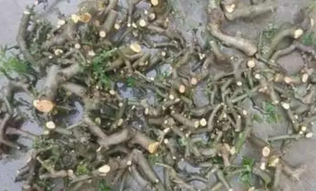 北方室外过冬的盆景对节白蜡盆景,小叶女贞和对节白蜡哪个适合盆景