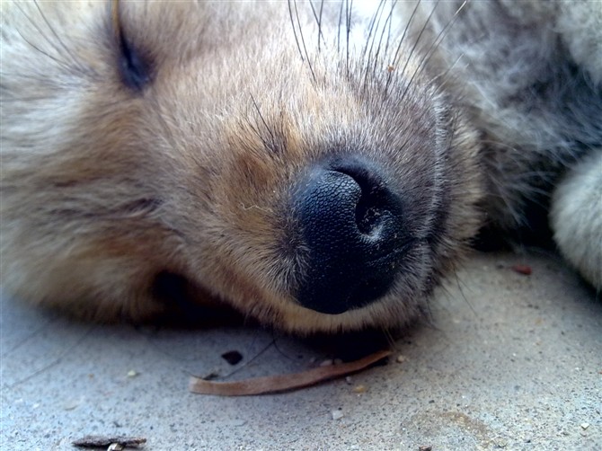 9年前诺基亚,诺基亚n78手机性能