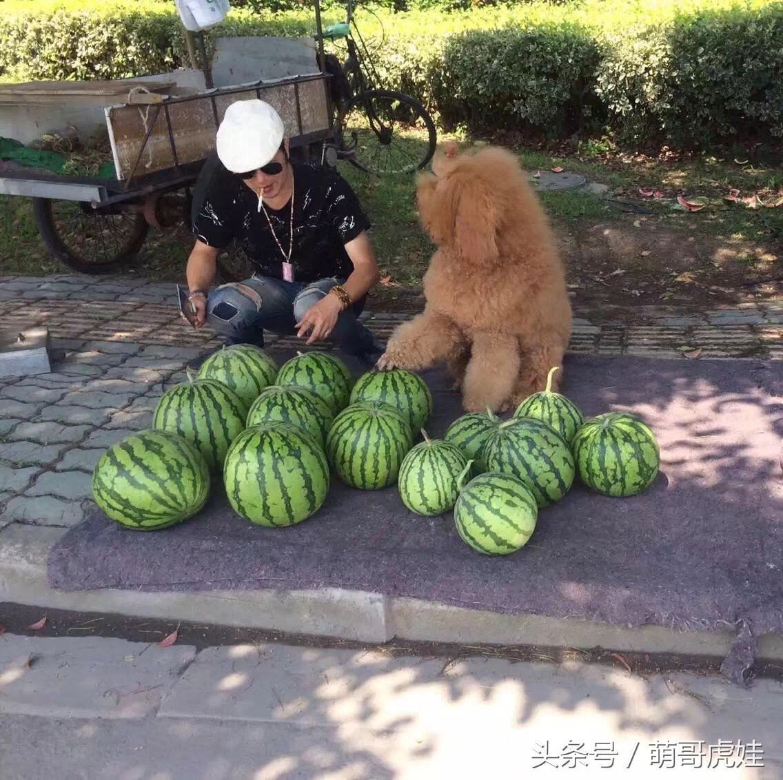 主人教大泰迪卖西瓜赚狗粮，大的换十斤小的换五斤晚饭全靠自己赚