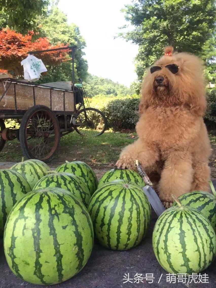 主人教大泰迪卖西瓜赚狗粮，大的换十斤小的换五斤晚饭全靠自己赚