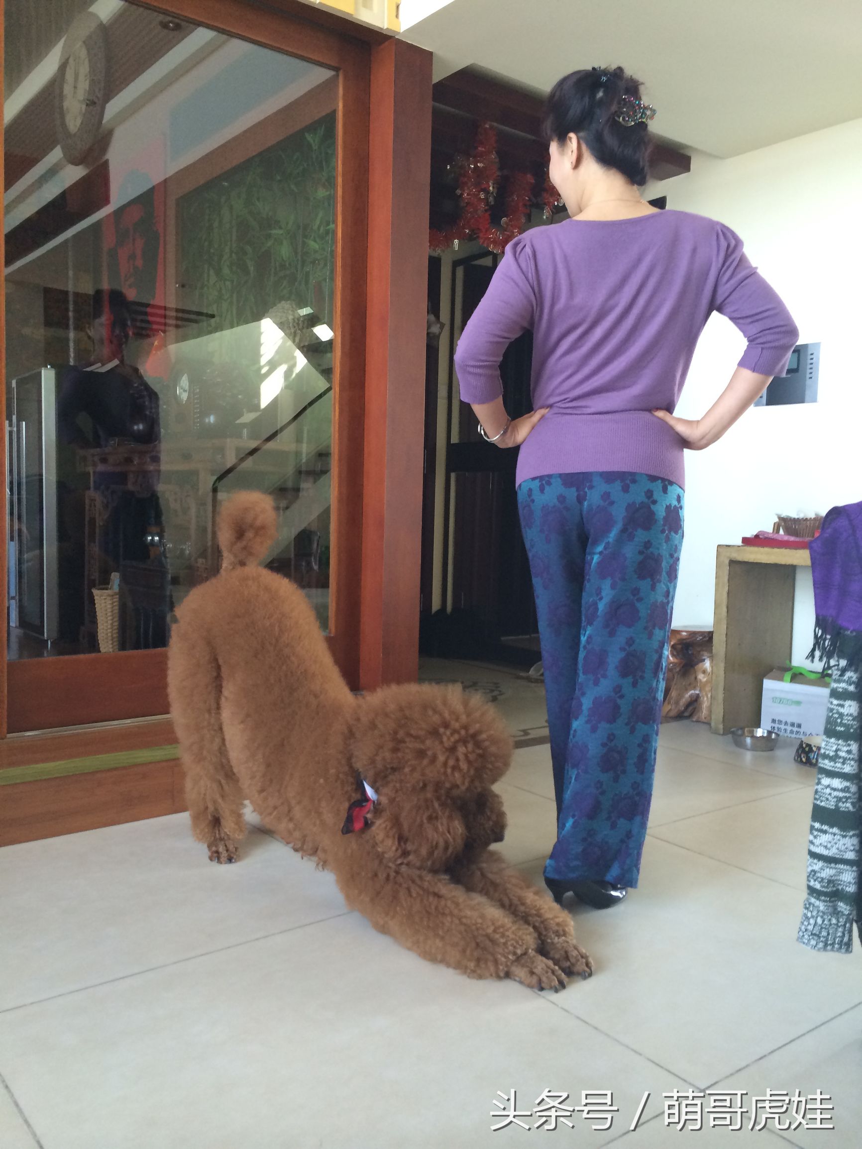 主人教大泰迪卖西瓜赚狗粮，大的换十斤小的换五斤晚饭全靠自己赚