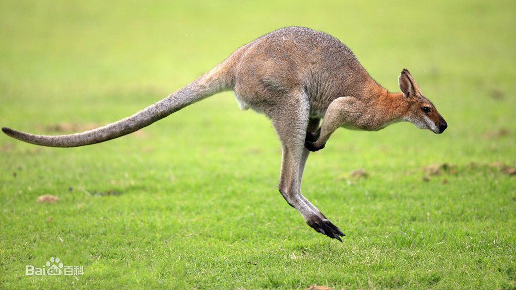 澳大利亚有什么稀有的动物,澳大利亚有哪些珍稀动物