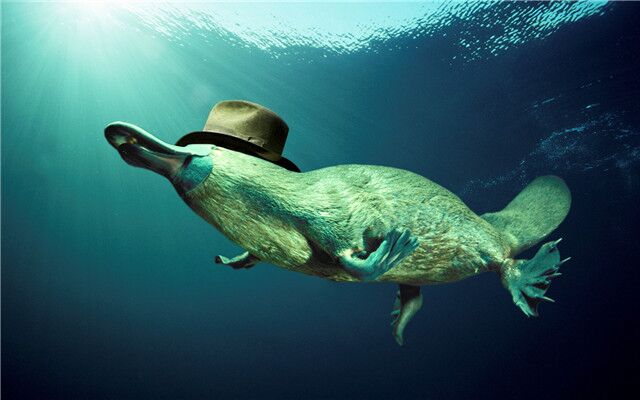 澳大利亚有什么稀有的动物,澳大利亚有哪些珍稀动物