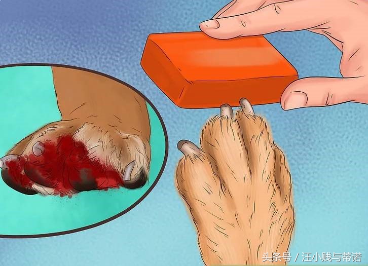 当狗狗受伤，实用土办法教你给狗狗止血！