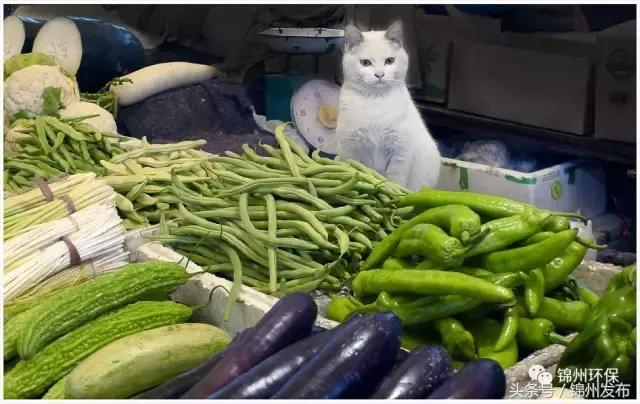 锦州市生态环境优化,你不能错过