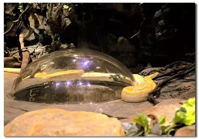 长隆野生动物世界抱考拉,考拉长隆野生动物园