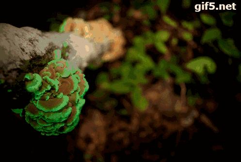 它是夜店的焦点，时尚的宠儿，医院……的心病……