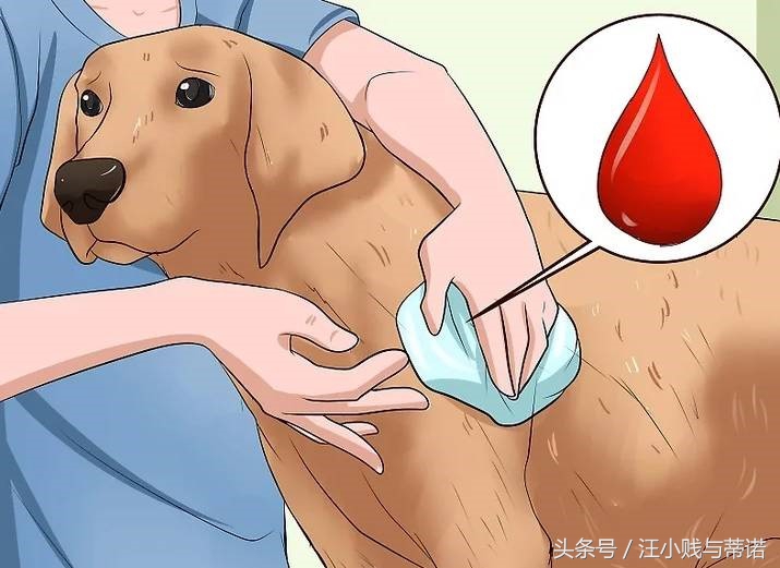狗狗受伤用什么包扎比较好,狗狗的大伤口如何快速止血