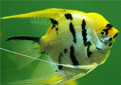 神仙鱼有寄生虫,神仙鱼寄生虫怎么去除