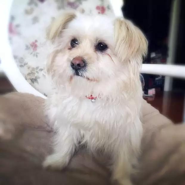 上海嘉定哪里有免费领养狗,瑶海区附近最近的宠物领养