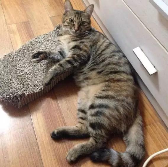 上海嘉定哪里有免费领养狗,瑶海区附近最近的宠物领养