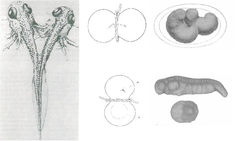 饶毅华大基因,饶毅和饶兵