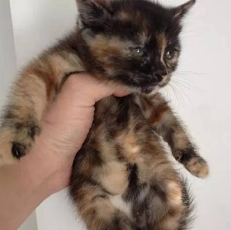 上海嘉定哪里有免费领养狗,瑶海区附近最近的宠物领养