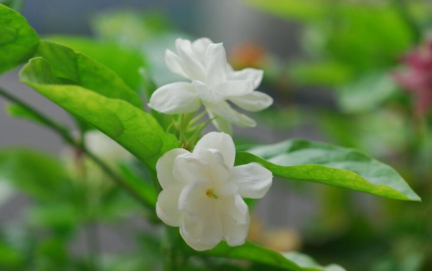 十种常见的芳香精油简述,十大常用精油品种