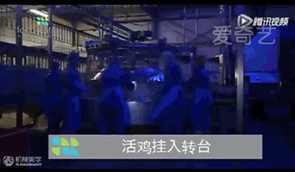 看看外国人是怎样宰牛的,德国杀鸡的全过程