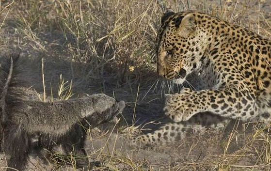 蜜獾单挑三只花豹,平头哥蜜獾大战三头花豹