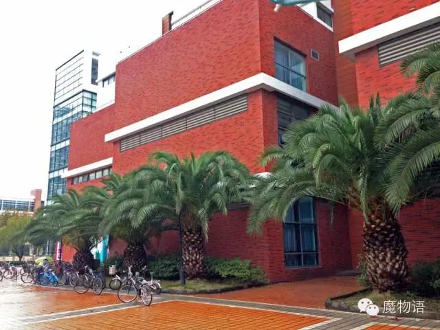 你们见过这么大的铁树吗,大铁树好壮观