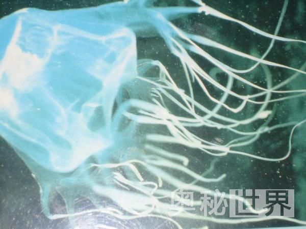 世界上最毒的十种动物排名,世界上的十大毒王