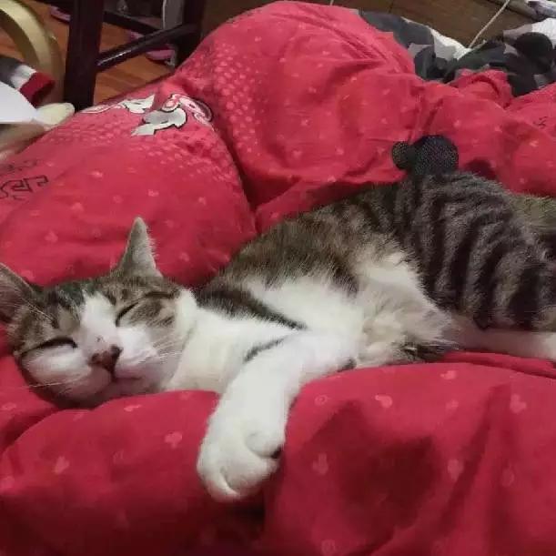 「3月上海领养」给流浪的它们一个温暖的家！