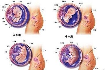 怀孕你不知道的十件事,妈妈怀孕5个月爆出惊人秘密