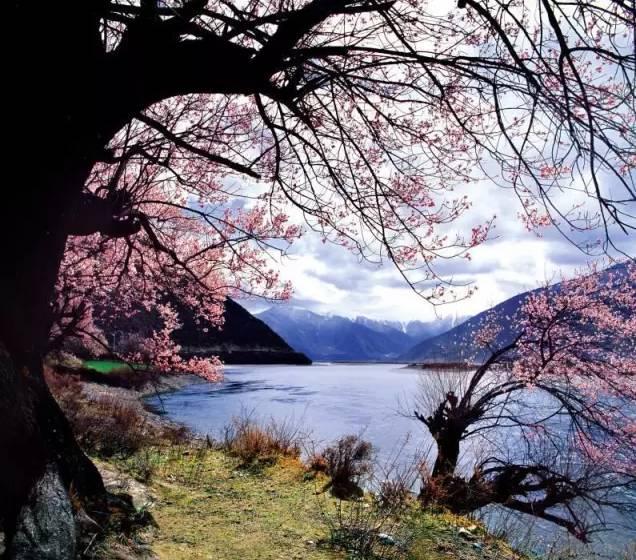 西藏林芝行一路风景如画,林芝最美小镇