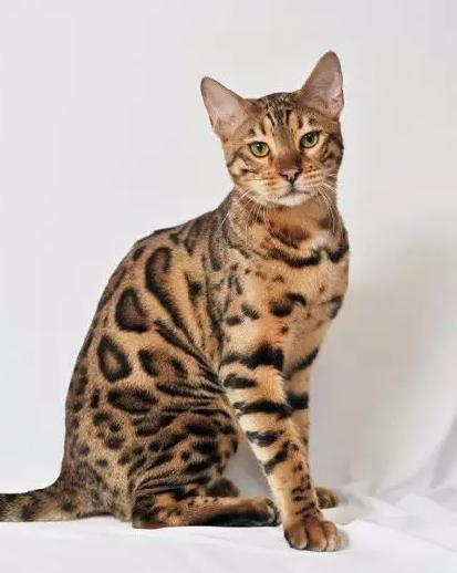 世界上最贵的猫十大排名,世界上最贵的贵族猫是多少钱