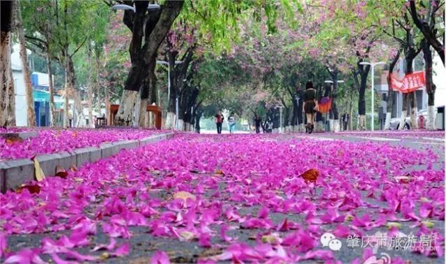 广东肇庆景色很好的大学,肇庆学院风景湖