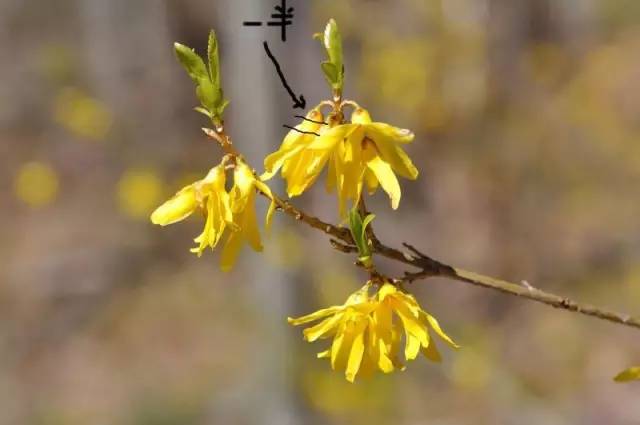 植物傻傻分不清,植物界的姐妹花