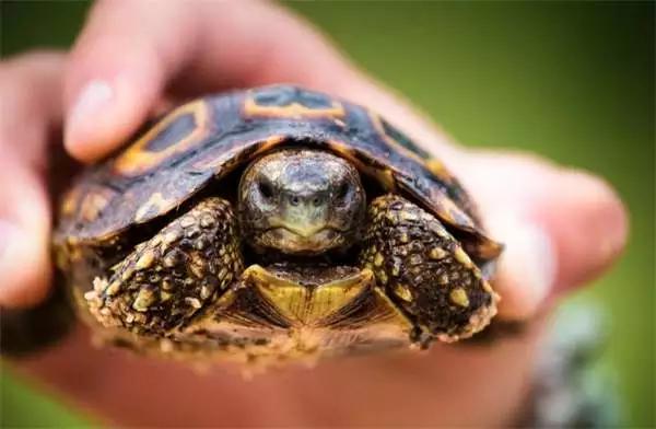 酒店枕头中间有个洞是做什么用的,酒店客房枕头都有哪些