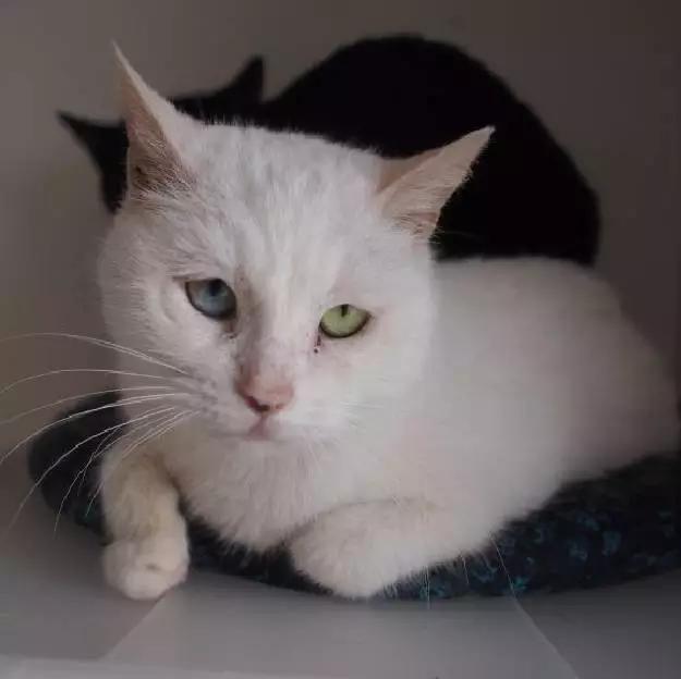 上海嘉定哪里有免费领养狗,瑶海区附近最近的宠物领养